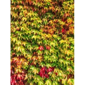 Vita japoneza (Parthenocissus tricuspidata Veitchii) - Img 2