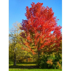 Artar Freeman (Acer freemanii Autumn blaze) - Img 2