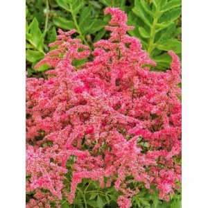 Astilbe arendsii Astary Rose Red Shades