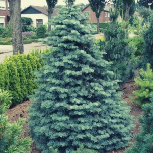 Brad alb (Abies concolor)