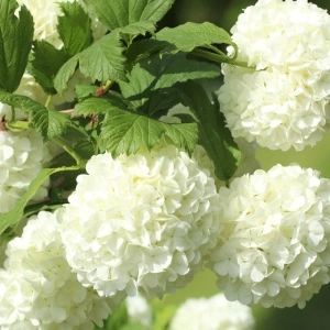 Bulgăraș de zăpadă (Viburnum opulus Roseum) - Img 5