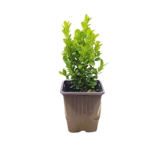 Buxus (Buxus sem. Faulkner) 5-10 cm