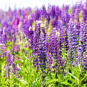 Cafelute albastre (Lupinus p. Legendary blue shades) - Img 3