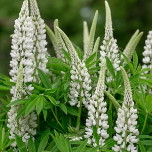Cafelute albe (Lupinus p . Legendary white shades) - Img 2
