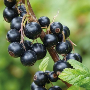 Coacaz negru (Ribes nigrum Titania) - Img 4