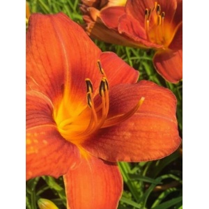 Crin de o zi (Hemerocallis crown of fire) - Img 2