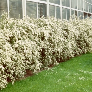Cununita, floarea miresii (Spiraea van Houtei) ghiveci 2l - Img 3