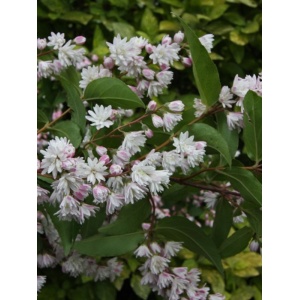 Deutia alba (Deutzia cren. Pride of Rochester) - Img 2