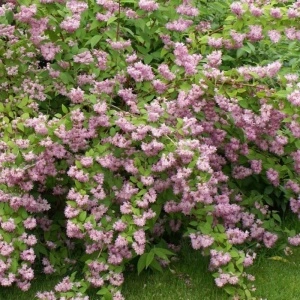 Deutzia roz (Deutzia hybrida Strawberry Fields) - Img 6