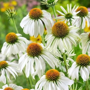 Echinaceea albă (Echinacea purpurea White-Swan)
