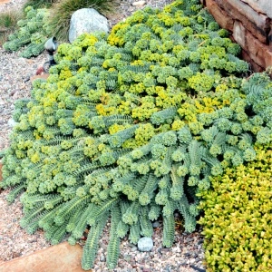Euforbie (Euphorbia myrsinites) - Img 4