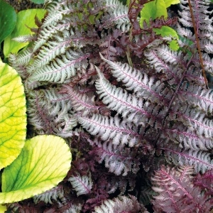 Feriga japoneza (Athyrium niponicum 'Burgundy Lace') - Img 5