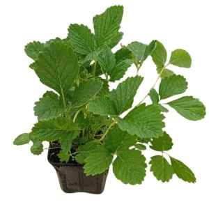Fragute (Fragaria Alexandria) - Img 6