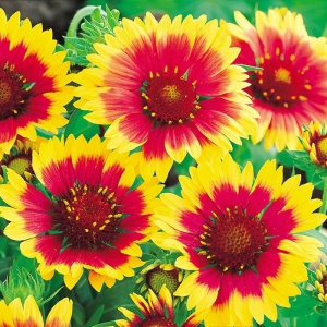 Gailardia, floarea roata de foc (Gaillardia aristata Kobold) - Img 4