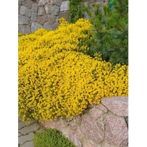 Genista (Genista lydia) - Img 1