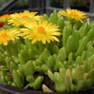 Iarbă de gheață galbenă (Delosperma congestum Yellow) - Img 4
