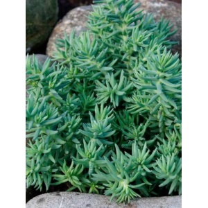 Iarbă de soaldina (Sedum reflexum)