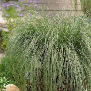Iarba decorativa (Carex albula Amazon Mist) - Img 2