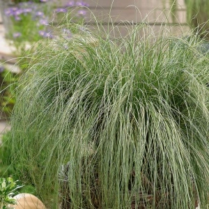 Iarba decorativa (Carex albula Amazon Mist) - Img 3