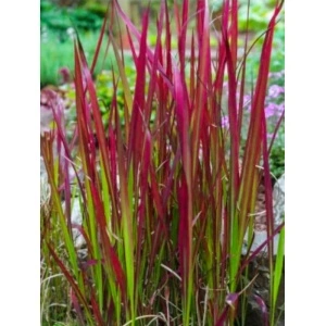 Iarba rosie (Imperata cylindrica Red Baron) - Img 2