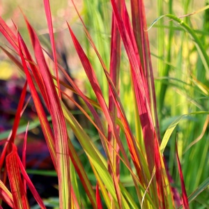 Iarba rosie (Imperata cylindrica Red Baron) - Img 4