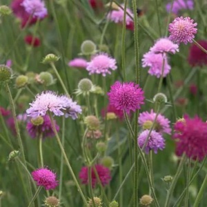 Knautia macedonica Melton Pastels - Img 3