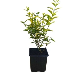Lemn cainesc galben (Ligustrum ovalifolium Aureum)