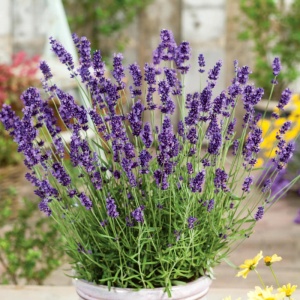 Levantica (Lavandula angustifolia Hidcote Compact)