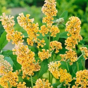 Liliac de vara galben (Buddleja weyeriana Sungold) - Img 3