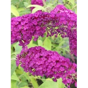Liliac de vara Royal Red (Buddleja davidii Royal Red) - Img 2