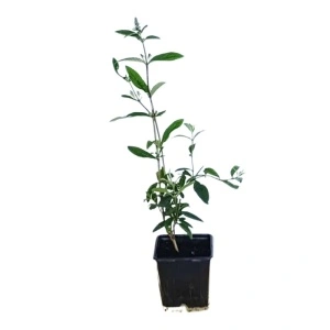 Liliac de vara roz (Buddleja dav. Pink Delight)