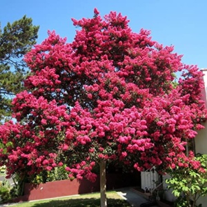 Liliac Indian (Lagerstroemia ind Red Imperator) - Img 3