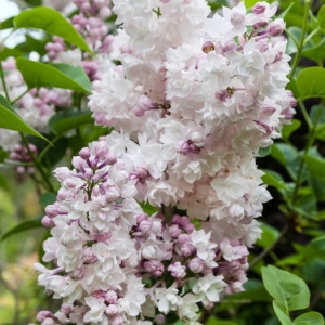 Liliac Krasavica (Syringa v. Krasavica M.) - Img 4