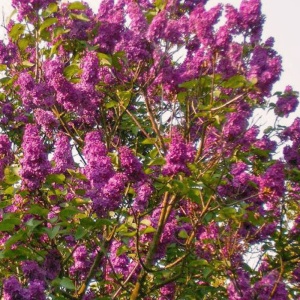 Liliac (Syringa v. Znamya lenina) - Img 3