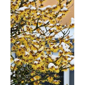 Nucul, alunul vrajitoarelor (Hamamelis virginiana) - Img 1