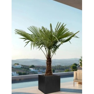 Palmier rezistent la ger (Trachycarpus fortunei)