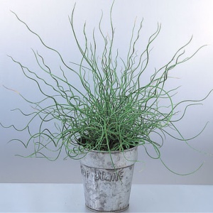 Pipirig spiralat, iarba creata (Juncus effusus Spiralis) - Img 4