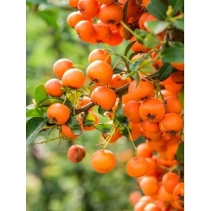 Piracanta portocalie (Pyracantha Orange Glow) - Img 2