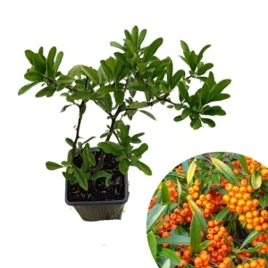 Piracanta portocalie (Pyracantha Orange Glow)