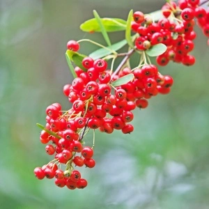 Piracanta roșie (Pyracantha Red Column) - Img 5