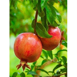 Rodie (Punica granatum) - Img 2
