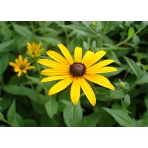 Rudbeckia hirta - ruji