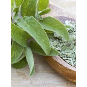 Salvie (Salvia officinalis)