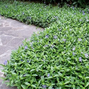 Saschiu (Vinca major Deep Blue) - Img 3