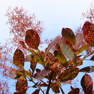 Scumpie rosie (Cotinus cogg. Royal Purple) - Img 3