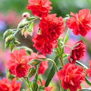 Soarele de stanca (Helianthemum num. Cherise Queen) - Img 2