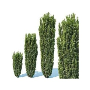 Tisa columnara (Taxus bac. Fastigiata Robusta) - Img 2