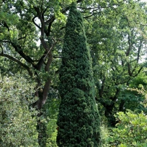 Tisa columnara (Taxus bac. Fastigiata Robusta) - Img 4