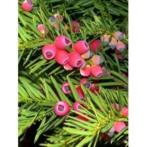 Tisa (Taxus baccata) - Img 3