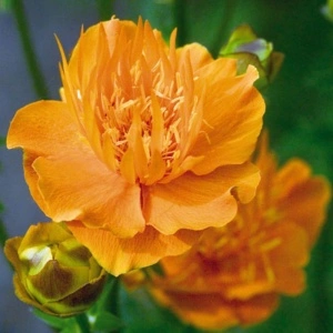 Trollius chinensis Golden Queen - Img 3
